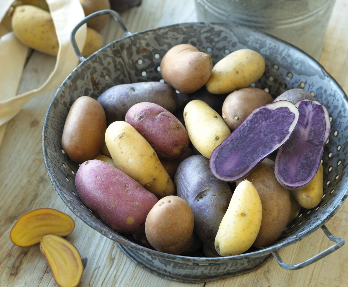 Multi Colored Potatoes